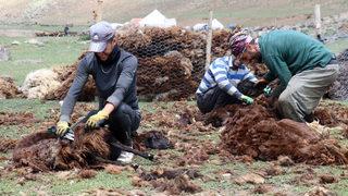 Yayladaki göçerler koyunlarını imece usulü kırkıyor