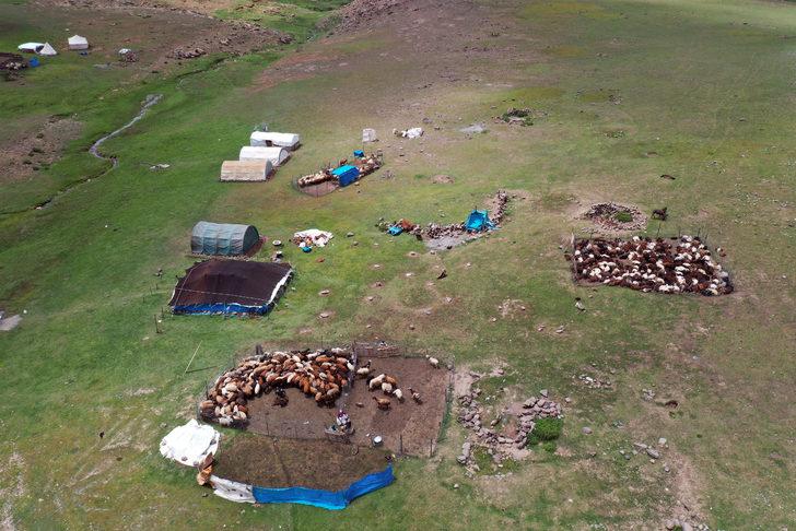 Yayladaki göçerler koyunlarını imece usulü kırkıyor G2