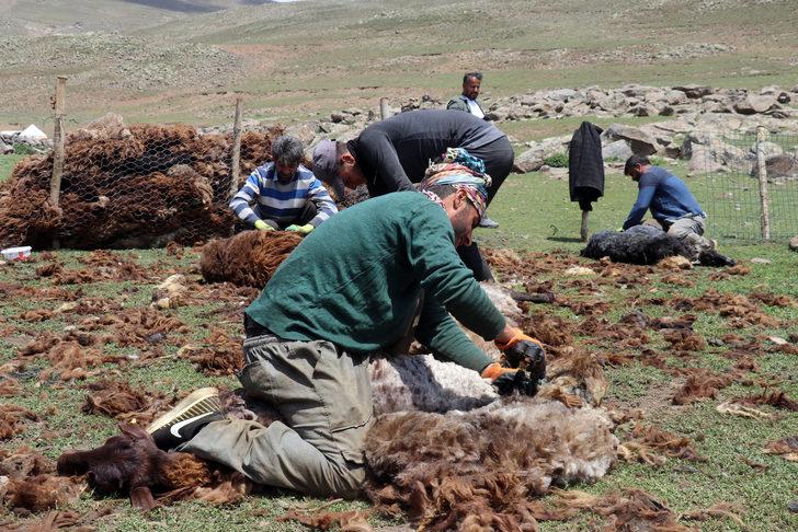 Yayladaki göçerler koyunlarını imece usulü kırkıyor G3