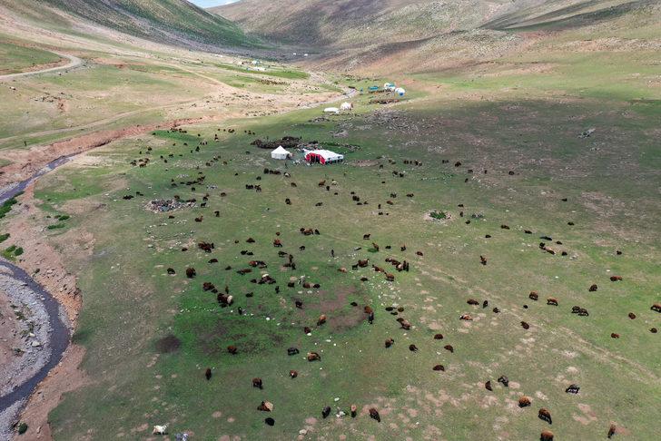 Yayladaki göçerler koyunlarını imece usulü kırkıyor G4