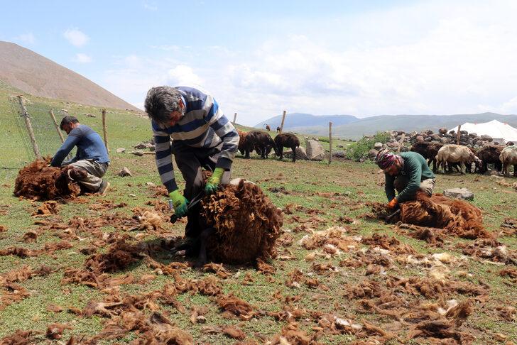 Yayladaki göçerler koyunlarını imece usulü kırkıyor G5