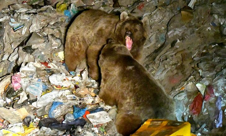 Kars'ta bozayıların çöplükteki kavgası kameraya yansıdı G1