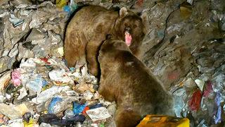 Kars'ta bozayıların çöplükteki kavgası kameraya yansıdı