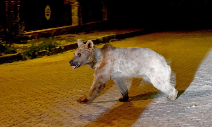 Kars'ta bozayıların çöplükteki kavgası kameraya yansıdı G3