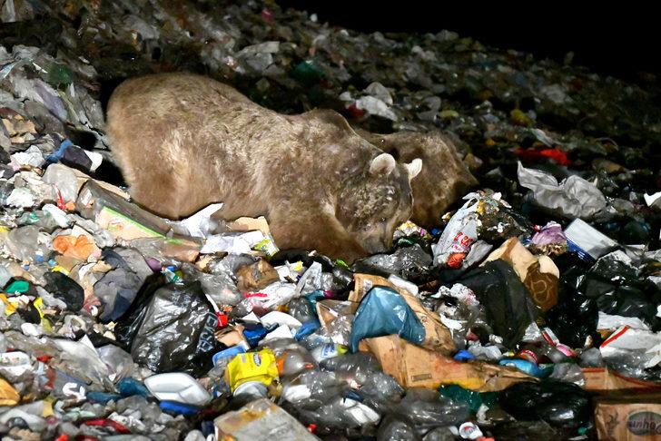 Kars'ta bozayıların çöplükteki kavgası kameraya yansıdı G4