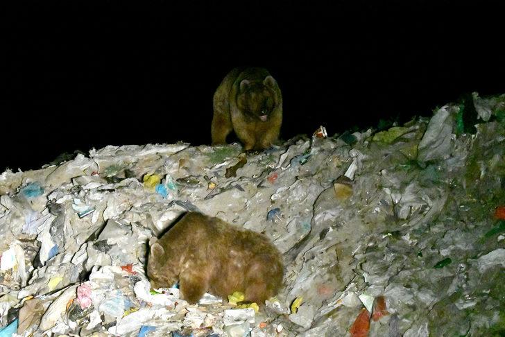 Kars'ta bozayıların çöplükteki kavgası kameraya yansıdı G5