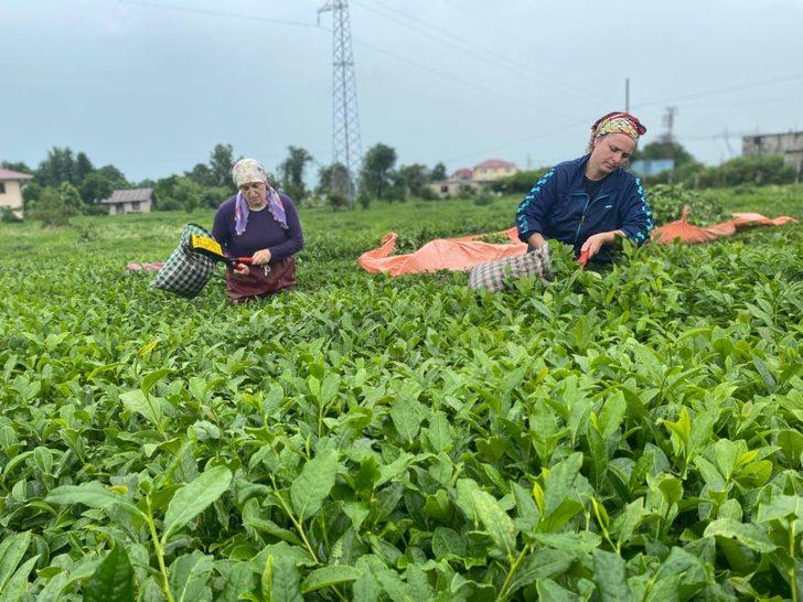 ÇAYKUR üreticiden 10 günde 3 bin 668 ton yaş çay aldı G1