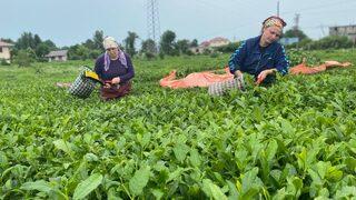 ÇAYKUR üreticiden 10 günde 3 bin 668 ton yaş çay aldı