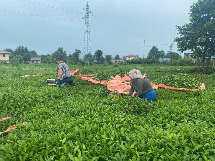 ÇAYKUR üreticiden 10 günde 3 bin 668 ton yaş çay aldı G3