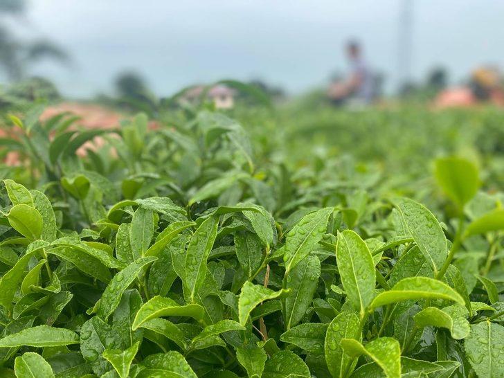 ÇAYKUR üreticiden 10 günde 3 bin 668 ton yaş çay aldı G4