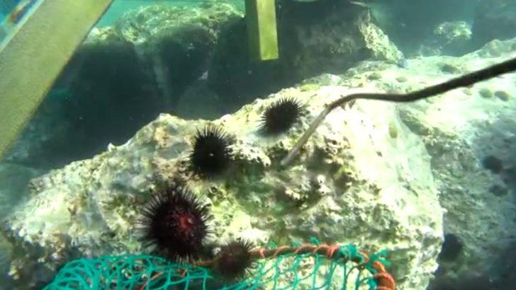 Edremit Körfezi'ndeki Altınoluk Plajı denizkestanelerinden arındırıldı G2