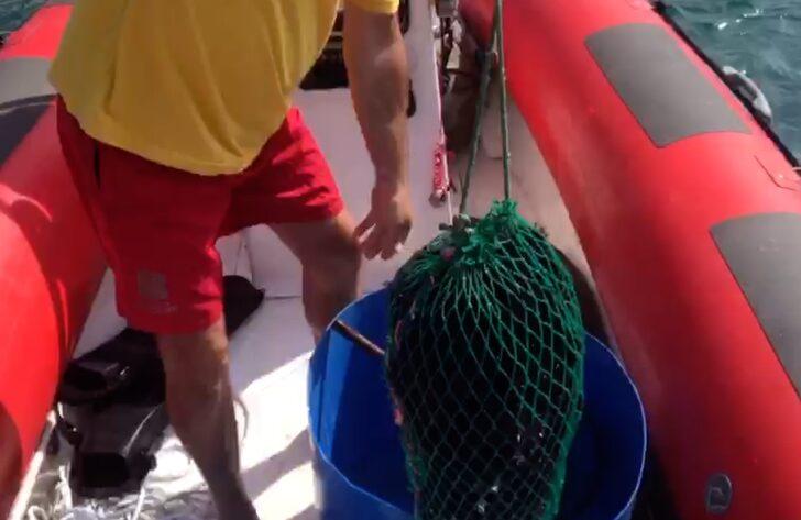 Edremit Körfezi'ndeki Altınoluk Plajı denizkestanelerinden arındırıldı G3