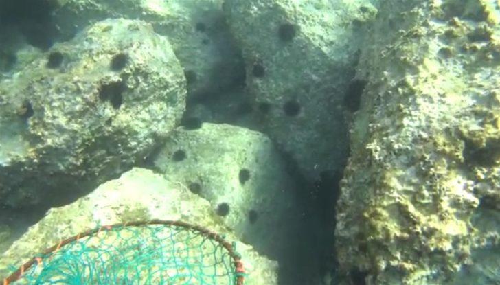 Edremit Körfezi'ndeki Altınoluk Plajı denizkestanelerinden arındırıldı G4