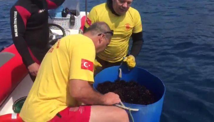 Edremit Körfezi'ndeki Altınoluk Plajı denizkestanelerinden arındırıldı G5