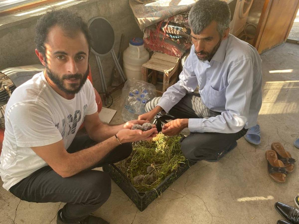 Anneleri gelmeyen yavru kirpiler koruma altına alındı