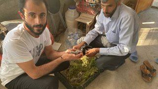 Anneleri gelmeyen yavru kirpiler koruma altına alındı