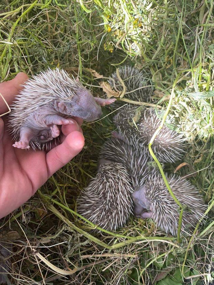 Anneleri gelmeyen yavru kirpiler koruma altına alındı G2