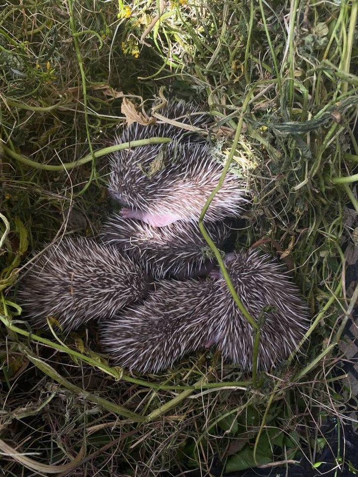 Anneleri gelmeyen yavru kirpiler koruma altına alındı G3