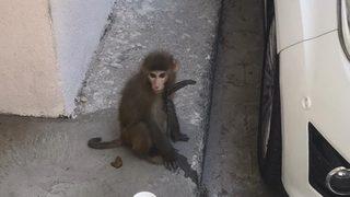 İzmir'de sokakta bulunan maymun koruma altına alındı