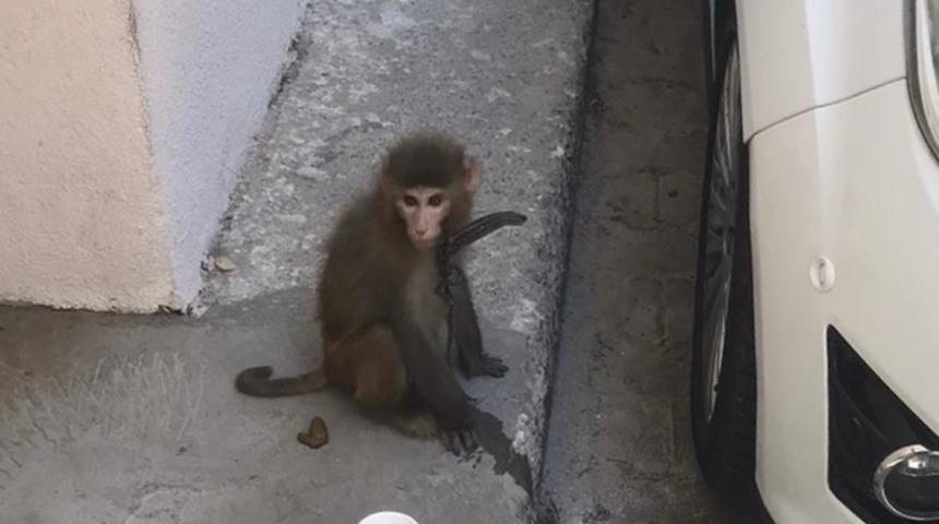 İzmir'de sokakta bulunan maymun koruma altına alındı