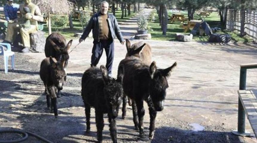 Buz tutan eşeklerin yeni adresi Tekirdağ