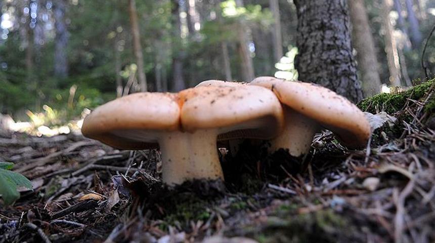 Doğadan topladıkları mantar hastanelik etti!