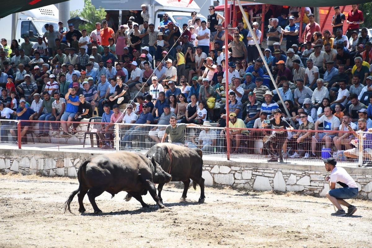 Yatağan'da Boğa G&uuml;reşi Festivali d&uuml;zenlendi