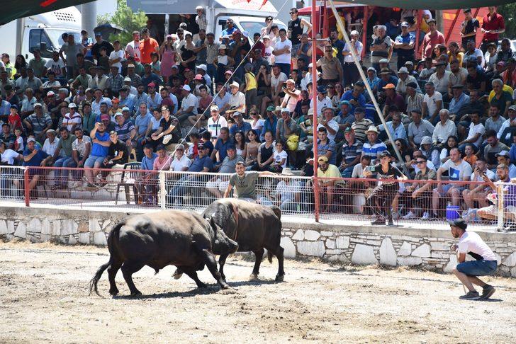 Yatağan'da Boğa Güreşi Festivali düzenlendi G1