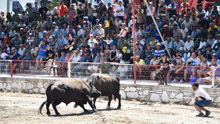 Yatağan'da Boğa Güreşi Festivali düzenlendi