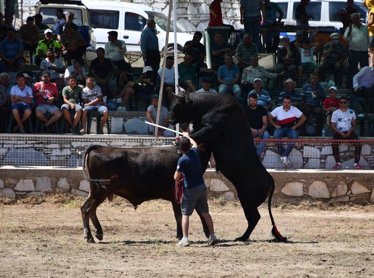 Yatağan'da Boğa Güreşi Festivali düzenlendi G2