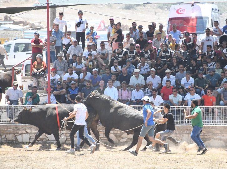 Yatağan'da Boğa Güreşi Festivali düzenlendi G4