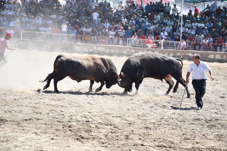 Yatağan'da Boğa Güreşi Festivali düzenlendi G5