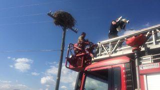 Elektrik direğinde mahsur kalan leylek yavruları koruma altına alındı