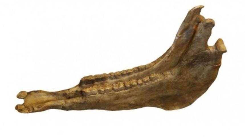 4.4 milyon yıllık at kemiği bulundu