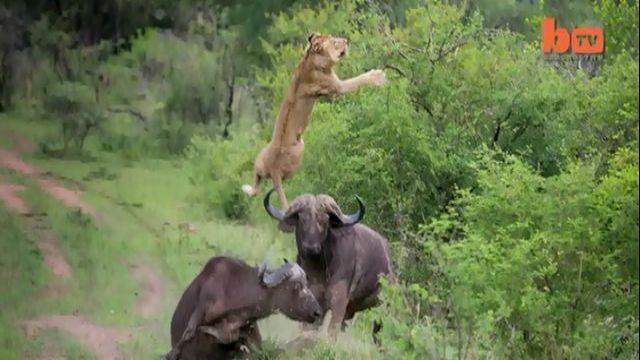 Bufalo, aslanı 5 metre yükseğe fırlattı