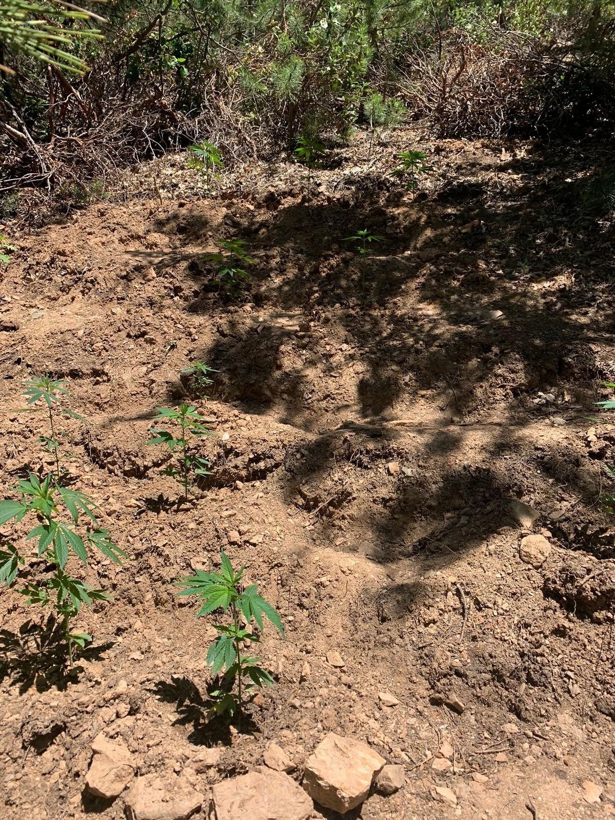 Konya'da ormanlık alanda Hint keneviri yetiştiren 2 kişi tutuklandı