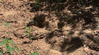 Konya'da ormanlık alanda Hint keneviri yetiştiren 2 kişi tutuklandı