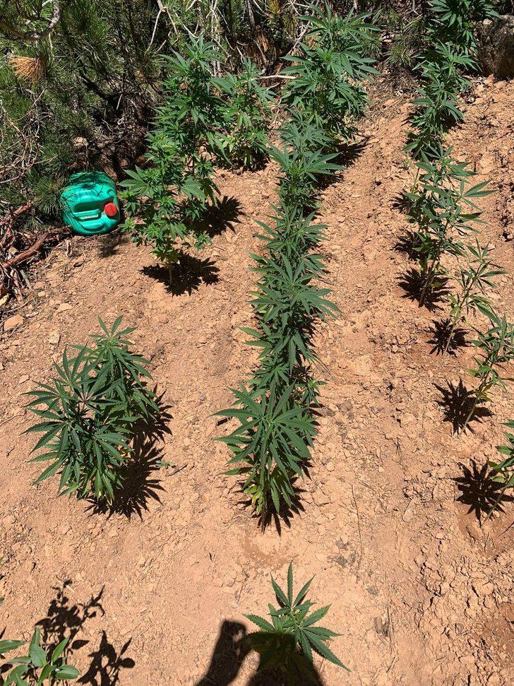 Konya'da ormanlık alanda Hint keneviri yetiştiren 2 kişi tutuklandı G2