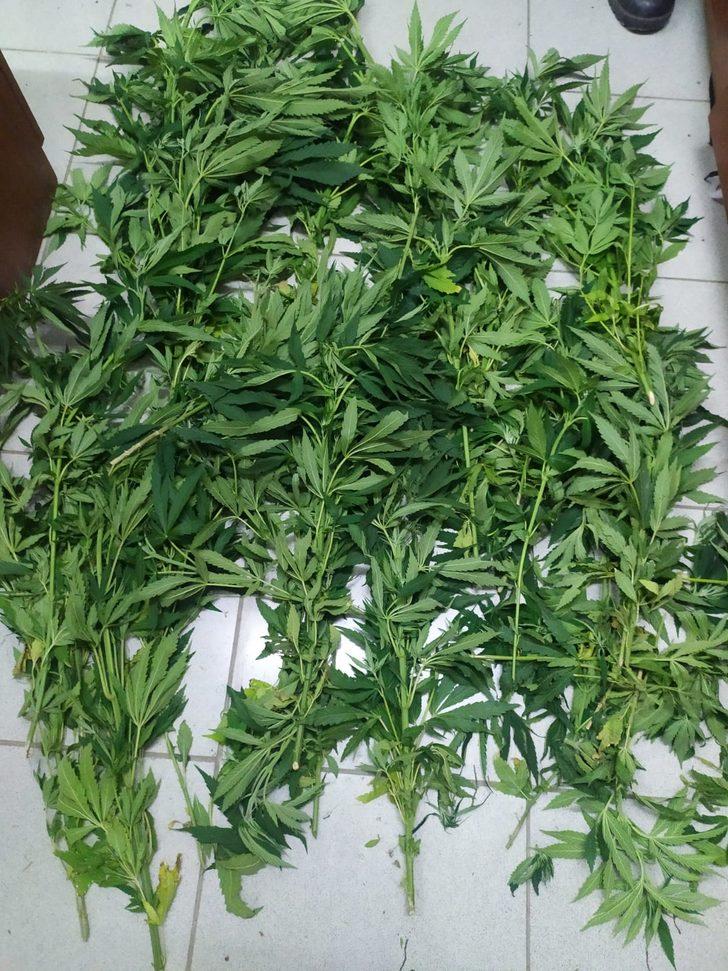 Konya'da ormanlık alanda Hint keneviri yetiştiren 2 kişi tutuklandı G3