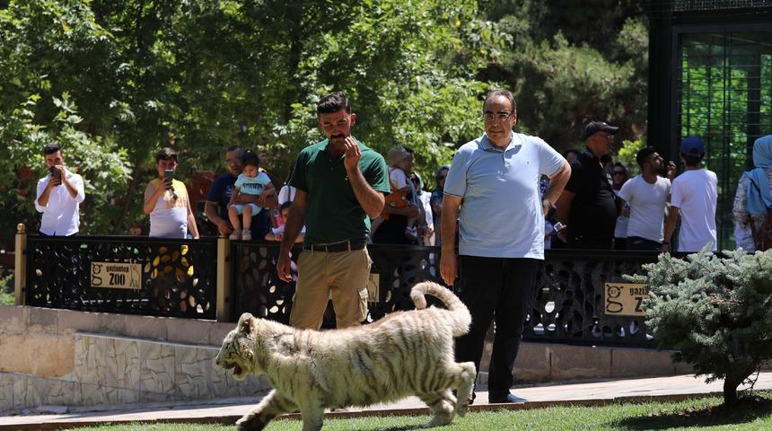 20 bin doğumda bir dünyaya gelen kaplana yoğun ilgi! Görmek için sıraya girdiler