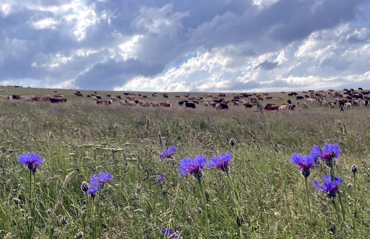 Ardahan'da yaylalar, &ccedil;i&ccedil;eklerle renklendi