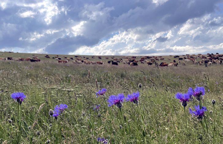 Ardahan'da yaylalar, çiçeklerle renklendi G1