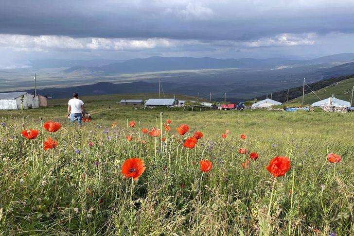Ardahan'da yaylalar, çiçeklerle renklendi G4