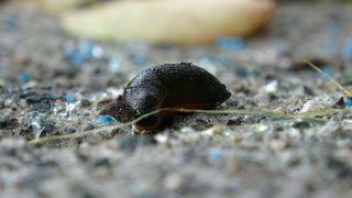 Trabzon'da katil salyangoz alarmı! Güneşten kaçıp, yağmurda ise adeta saldırıya geçiyorlar: Devletimize sesleniyoruz bizi bundan kurtarın