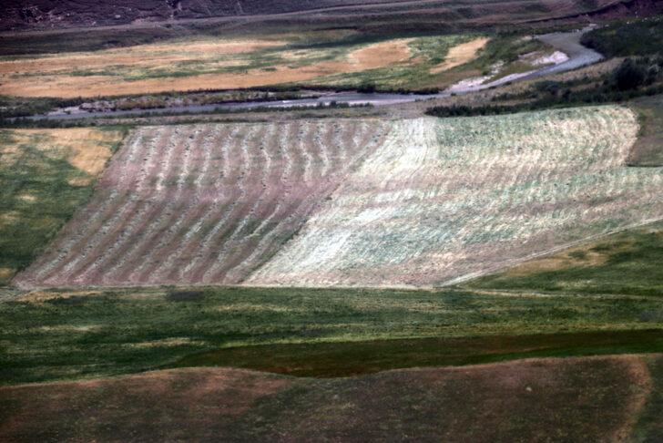 Ağrı'da çiftçilerin tarlalarda zorlu mesaisi G3