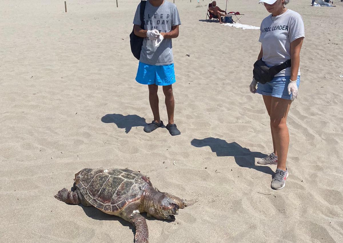 Antalya'da kıyıya vuran caretta carettanın plastik atıklardan &ouml;ld&uuml;ğ&uuml; belirlendi