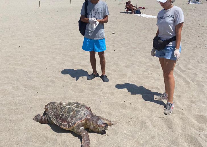 Antalya'da kıyıya vuran caretta carettanın plastik atıklardan öldüğü belirlendi G1