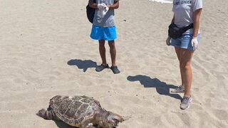 Antalya'da kıyıya vuran caretta carettanın plastik atıklardan öldüğü belirlendi