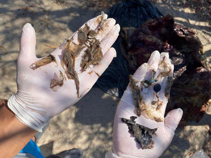 Antalya'da kıyıya vuran caretta carettanın plastik atıklardan öldüğü belirlendi G4