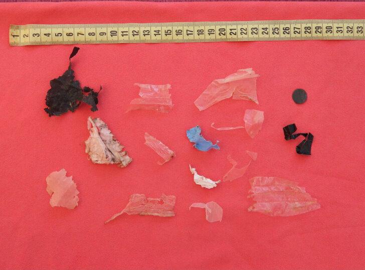 Antalya'da kıyıya vuran caretta carettanın plastik atıklardan öldüğü belirlendi G5